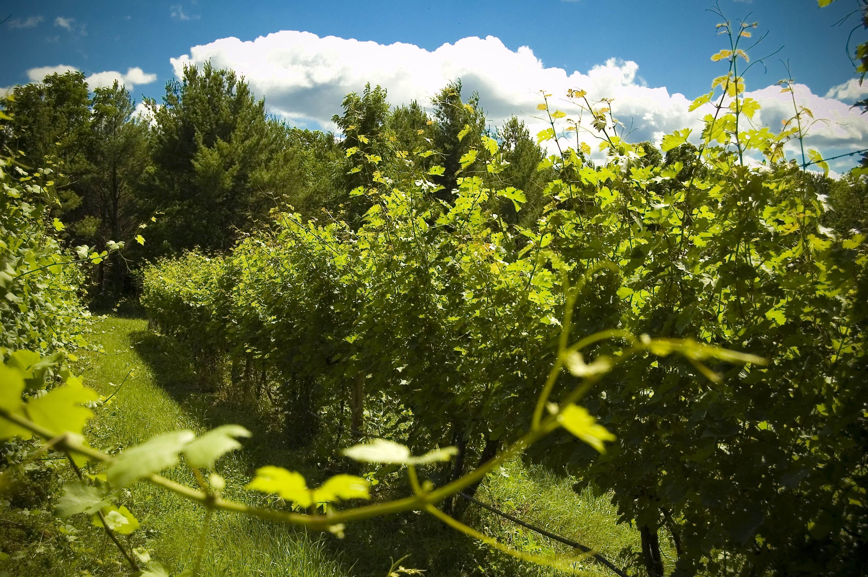 Shalestone Vineyards
