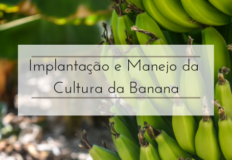 Implantação e manejo da cultura da banana.