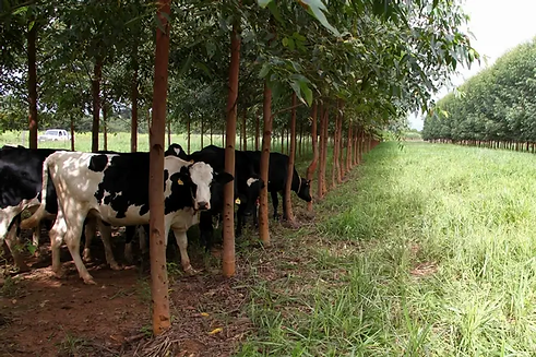 integração-lavoura-pecuaria-floresta.webp