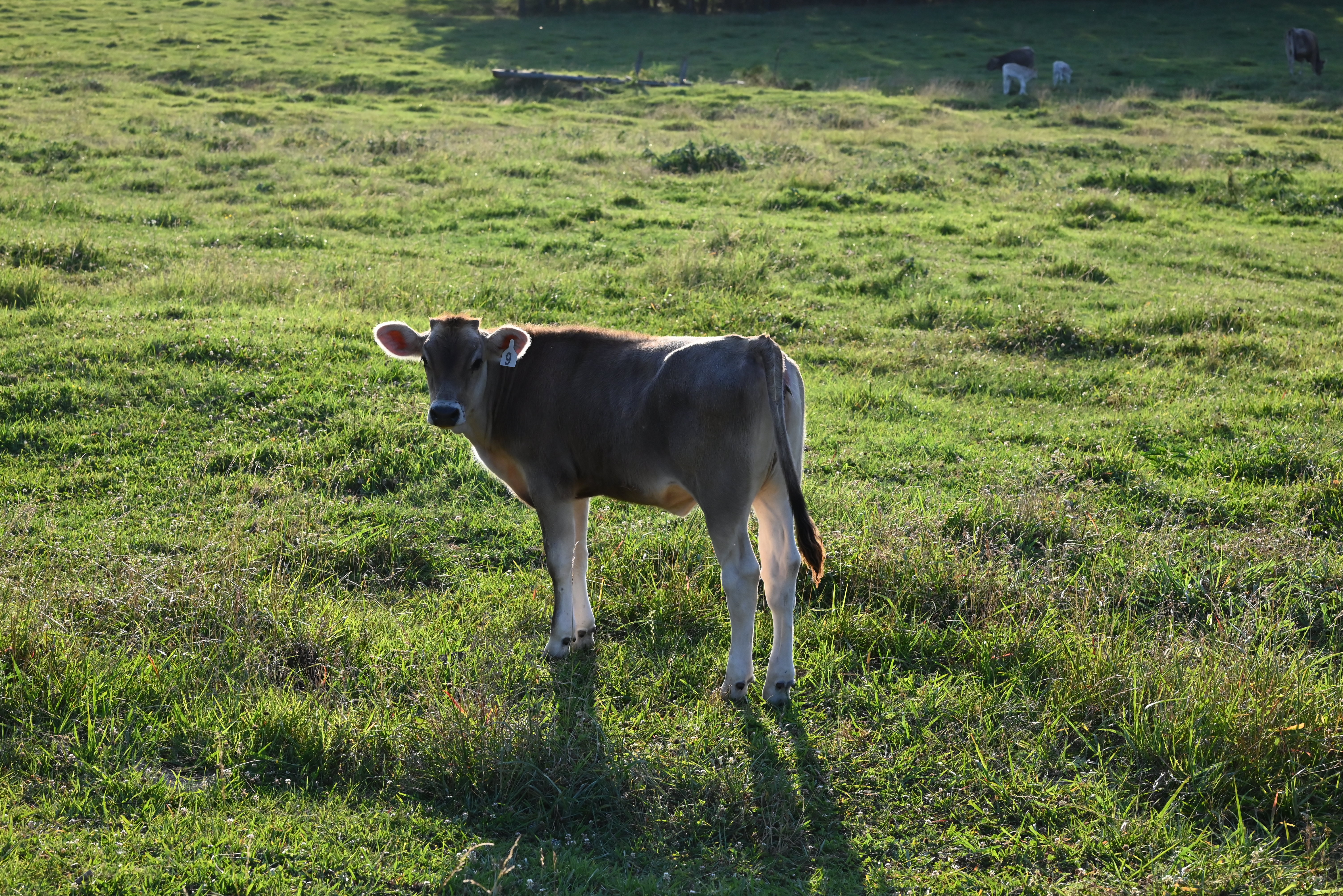 Brown Swiss cattle