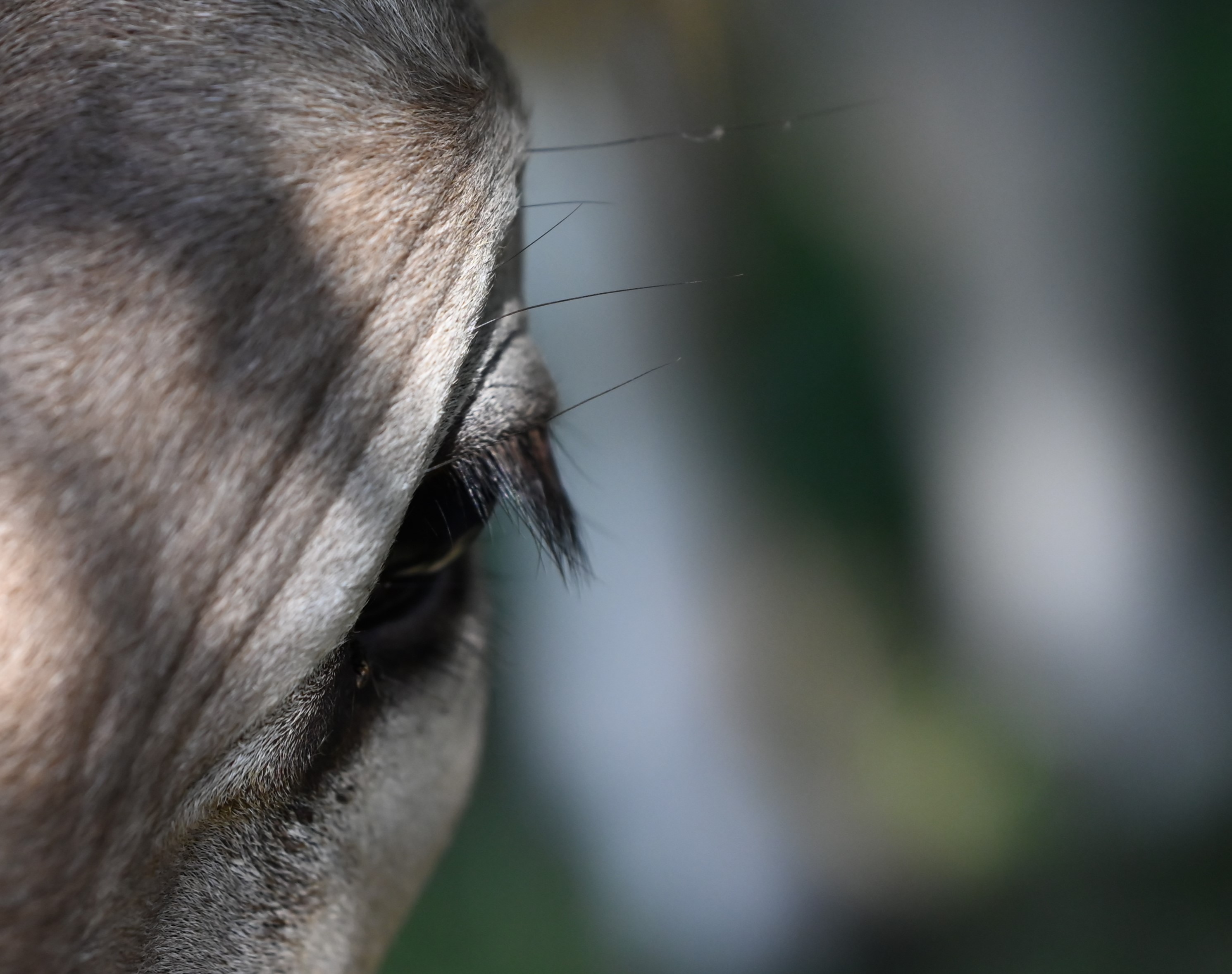 Brown Swiss cattle