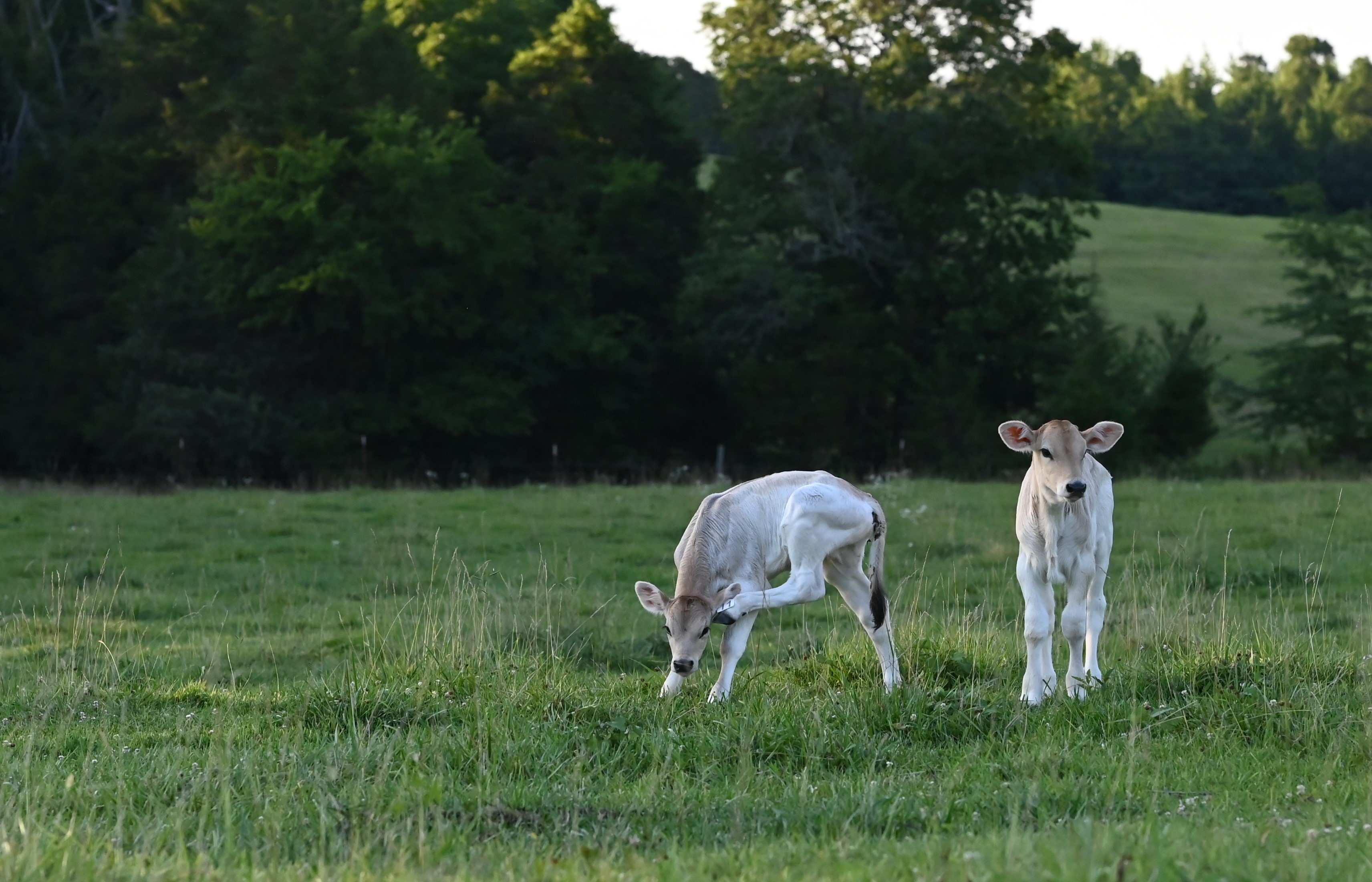 Brown Swiss cattle at Thompson Corral