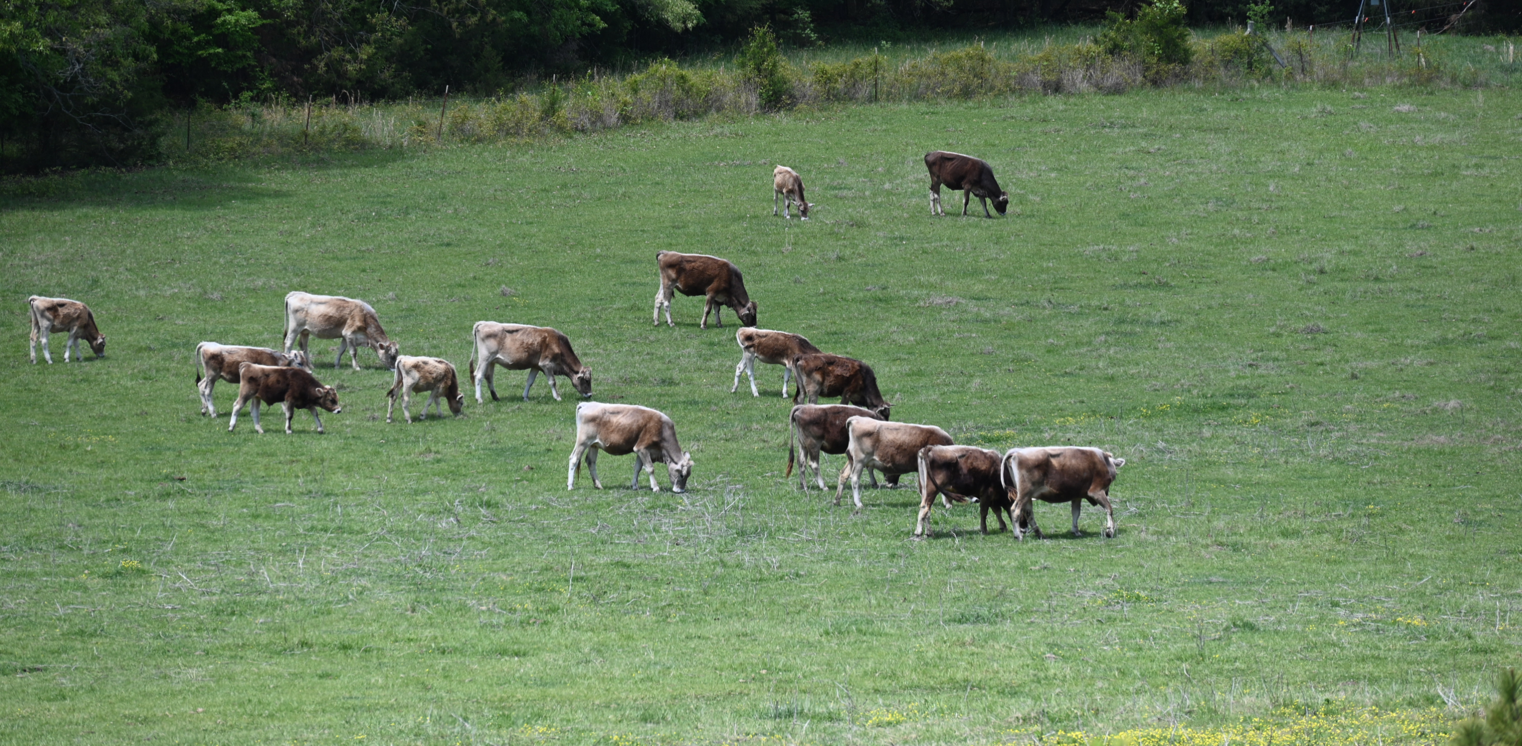 Herd of Brown Swiss cattle on pasture