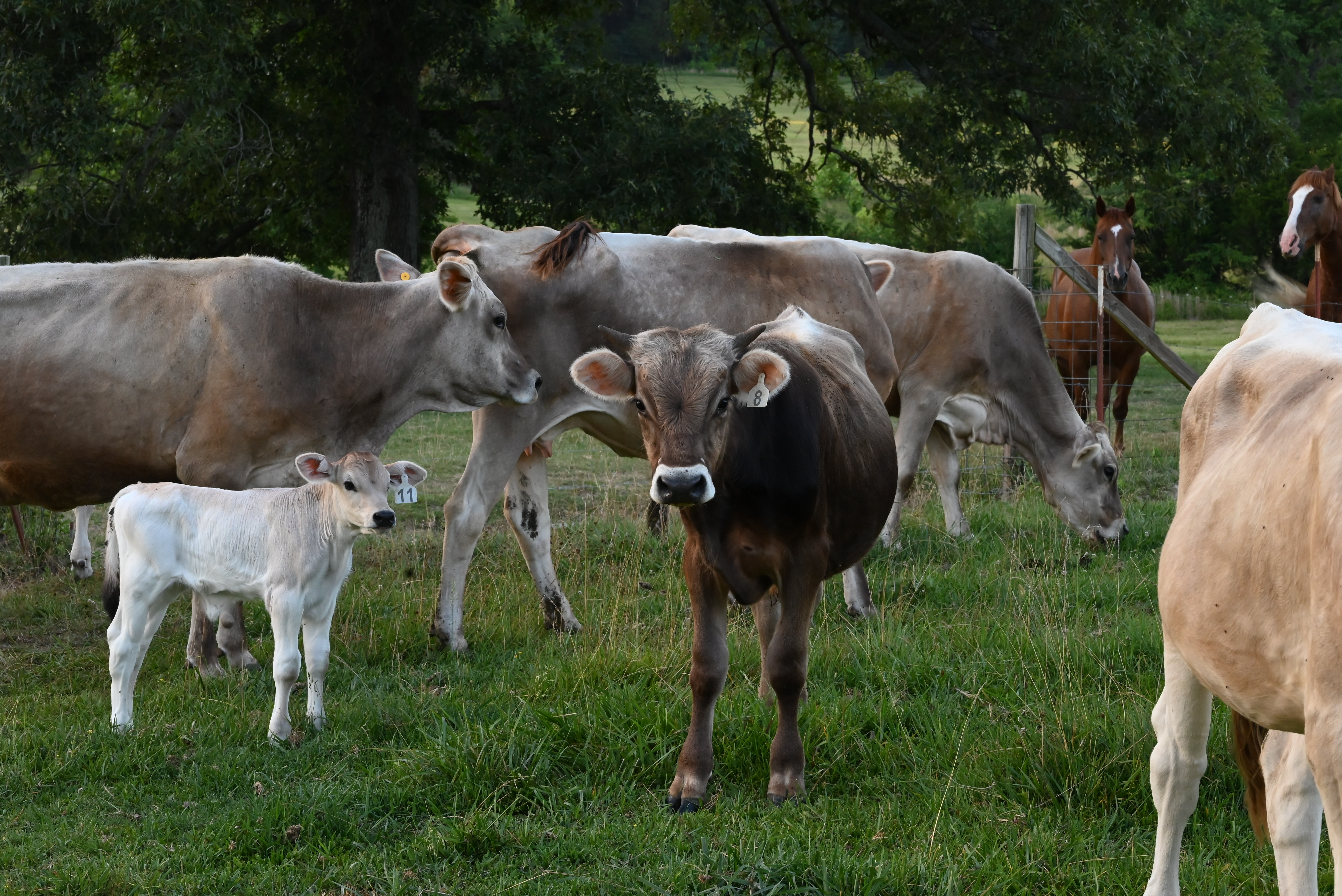 Brown Swiss cattle