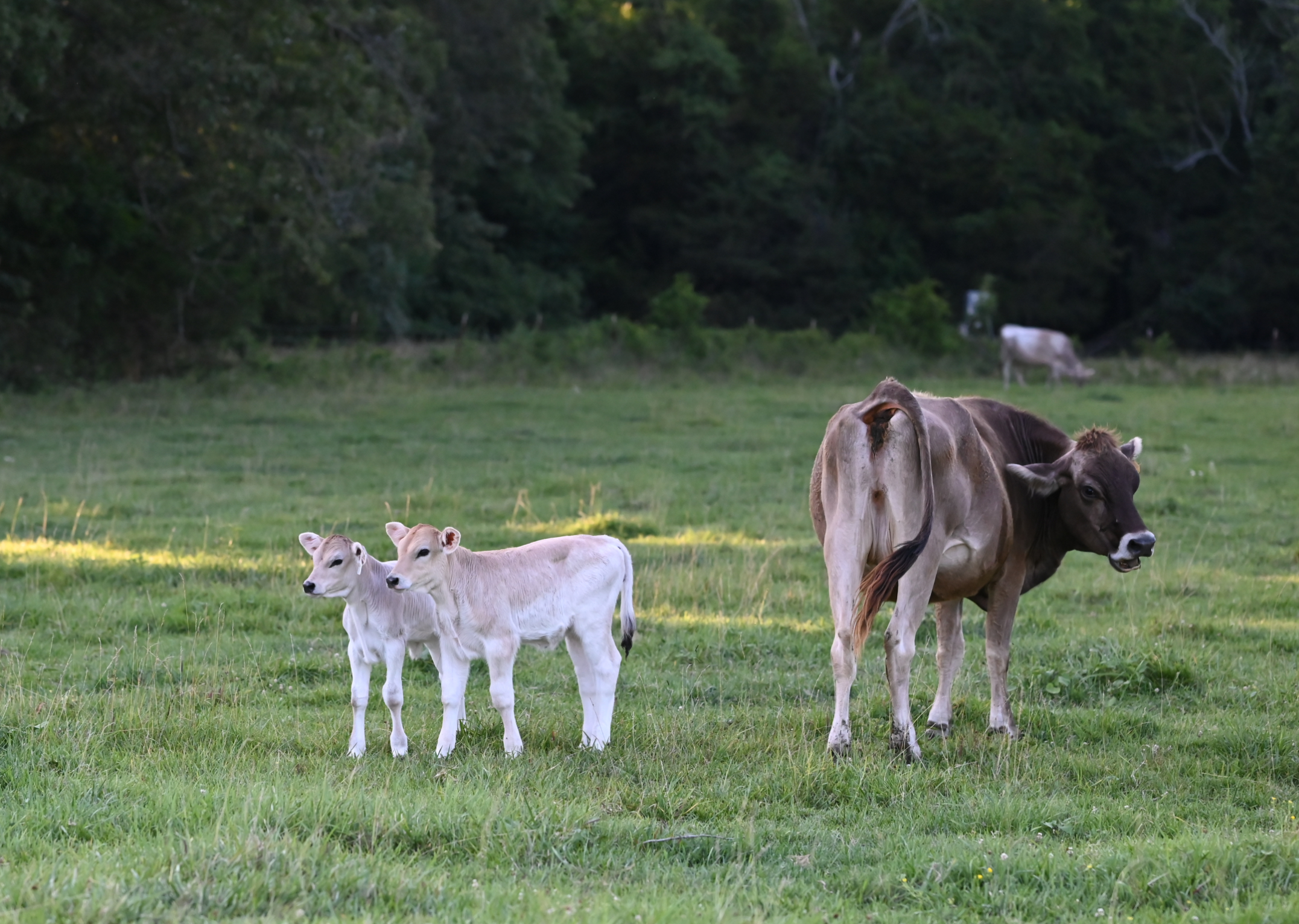 Brown Swiss cattle