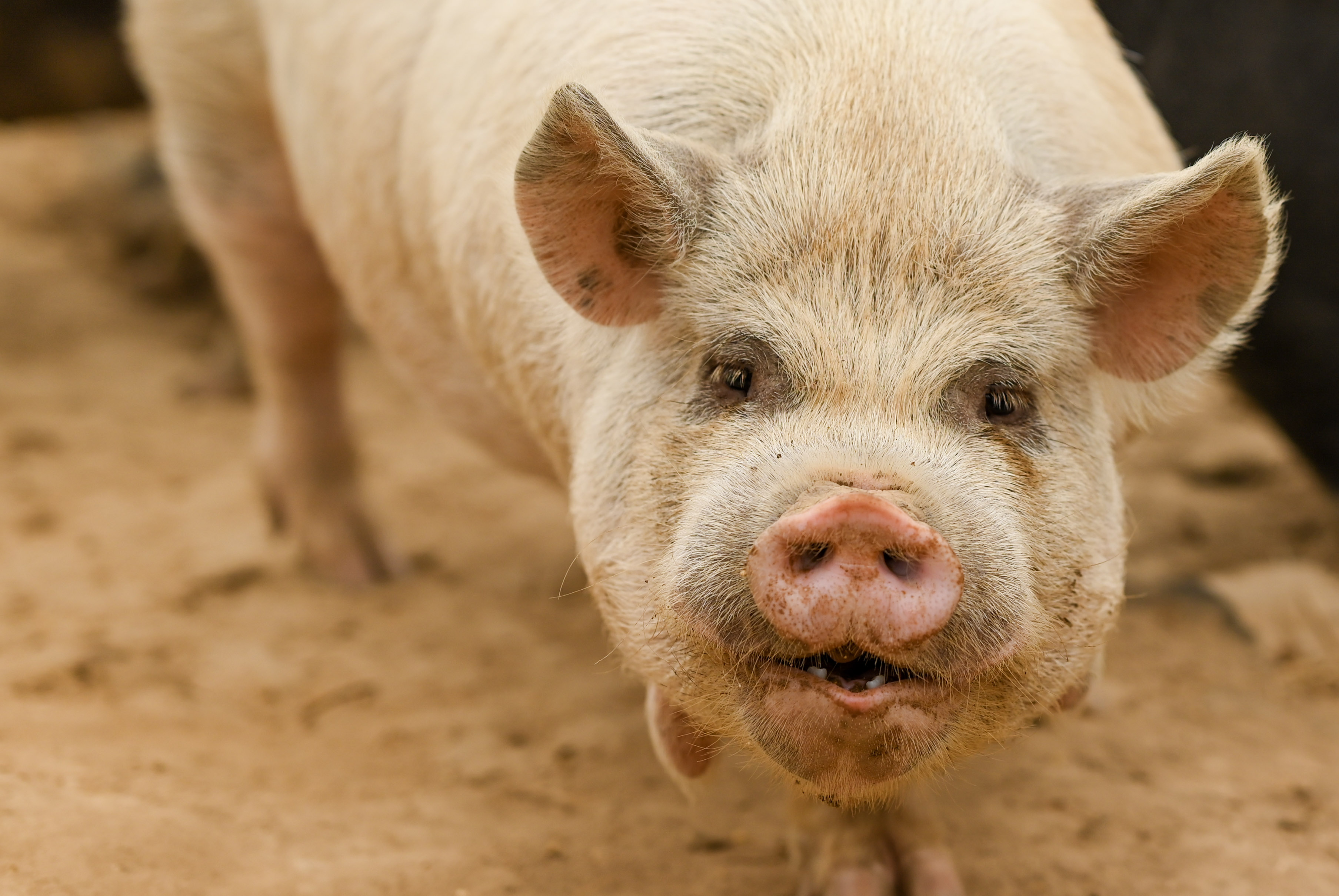 Coconut, AKKPS registered KuneKune boar