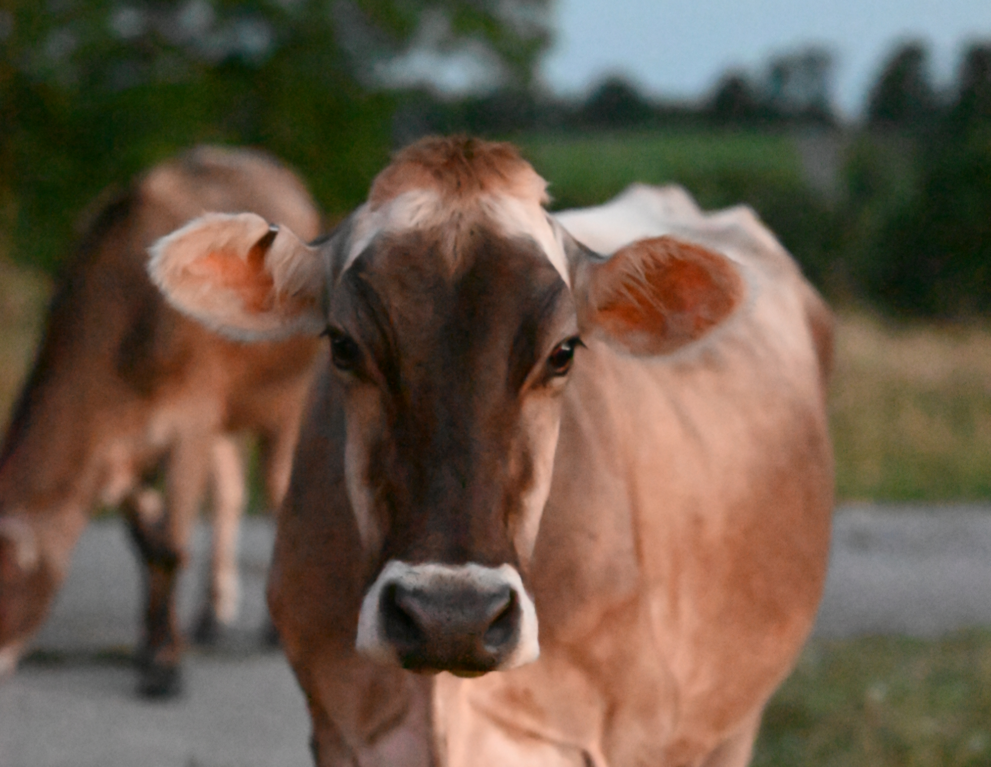 Brown Swiss cattle