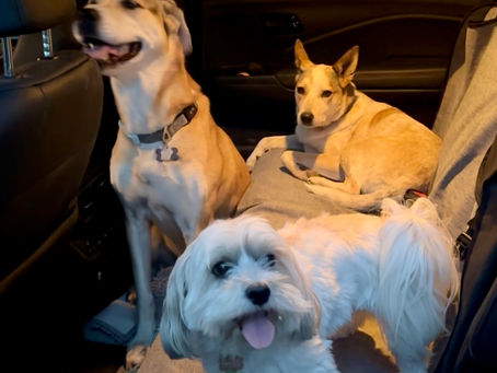three dogs in the backseat of the car