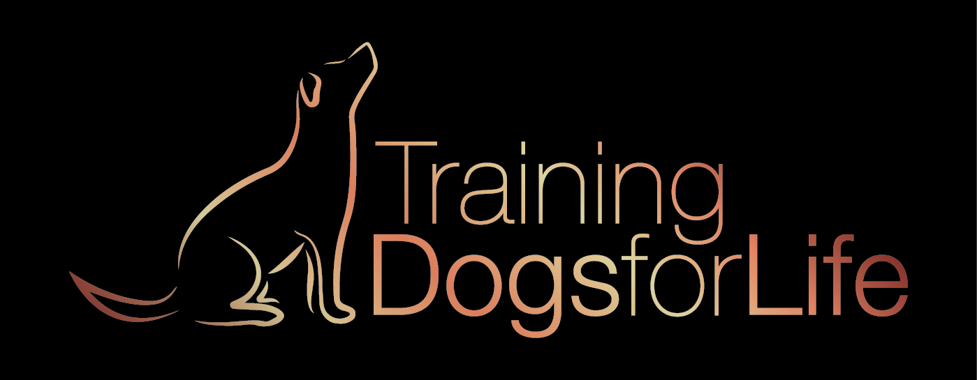 Puppy Training. Boarding. Daycare Grey Lynn Auckland