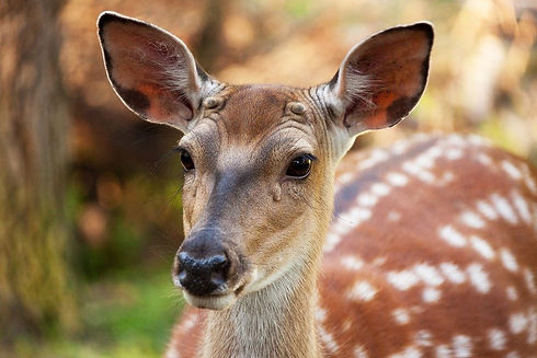 lil deer.jpeg