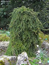 Lerk_hengeform_Larix kaempferi_Stiff_Wee