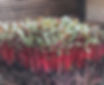 Ruby Red Swiss Chard