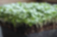 Genovese Basil