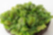 Red Vained Sorrel