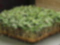 Cinnamon Basil
