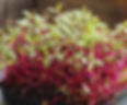 Detroit Dark Red Beet