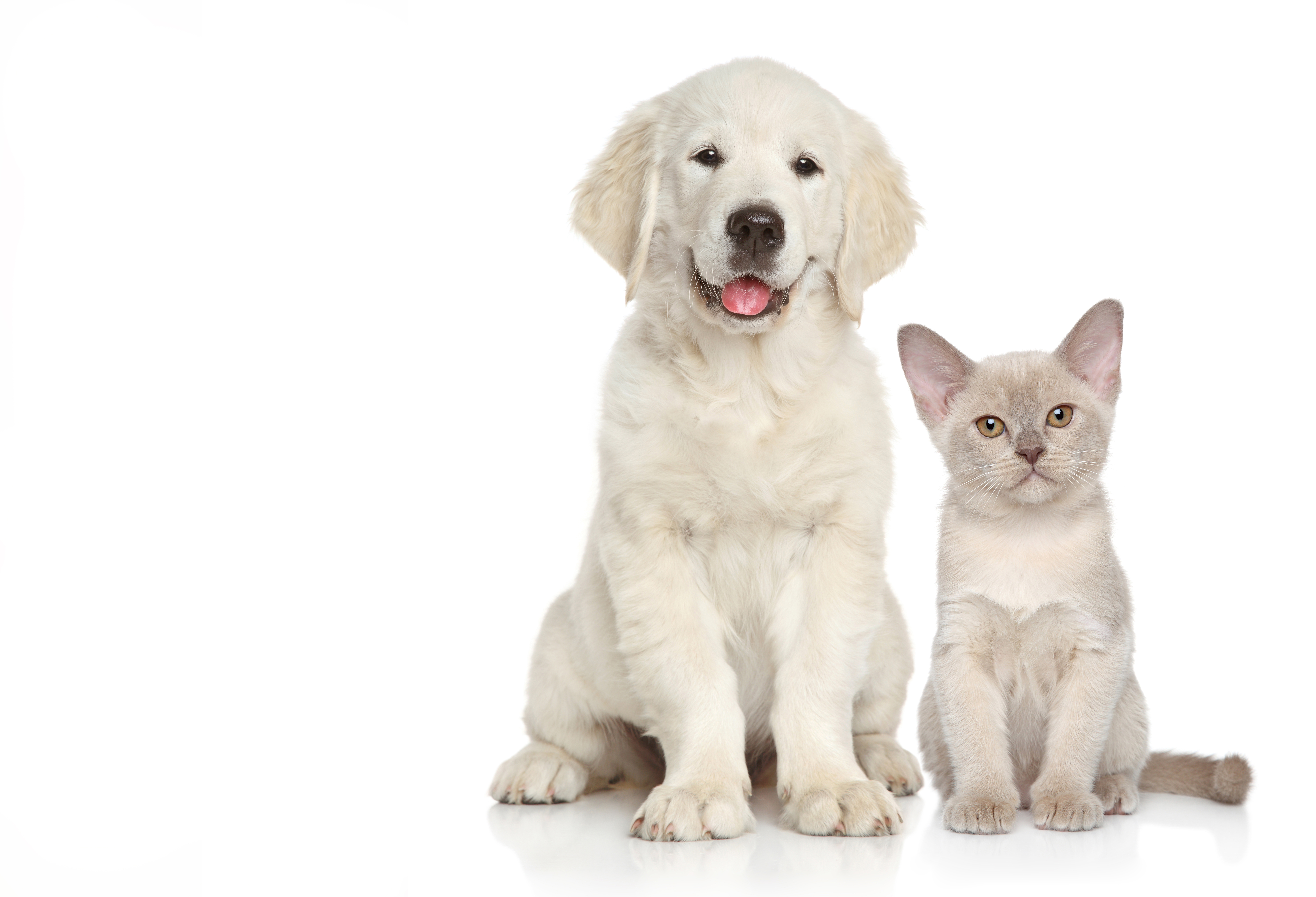 Pelican Waters Vet Caloundra Caloundra Vet Surgery Vets Caloundra