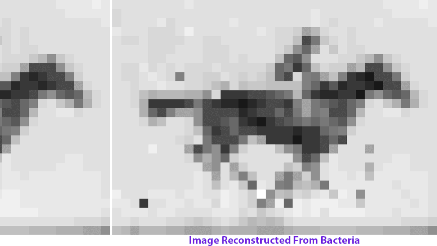 Horse_GIF.0.gif