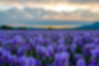 iris-flower-meaning-and-symbolism (1).jpg