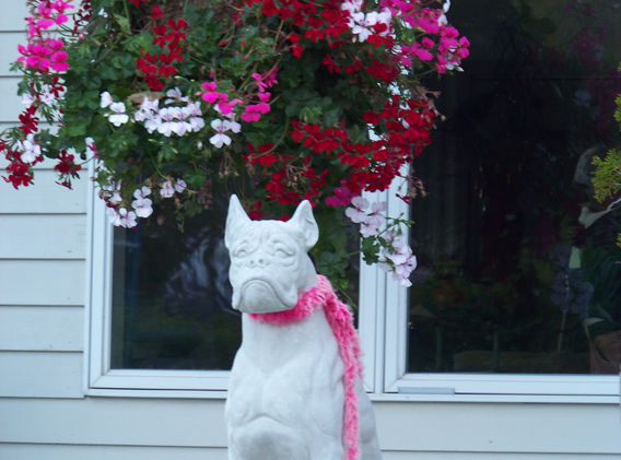 The posh dog of Cape Cod 2013.JPG