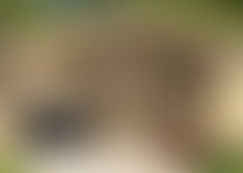 Wie sollte man am besten einen hölzernen Gartenhaus bauen?