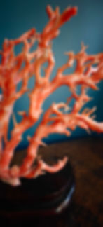 Thumbnail: Large pink coral fragment