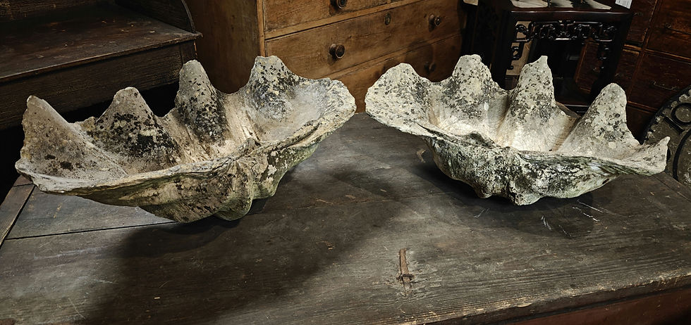 Thumbnail: Giant clam shells (complete pair)