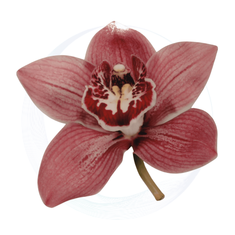Pink Orchard flower cutout decor prop with stand and black drape for tropical, Hawaiian and floral themed events