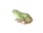 Northern green frog, Lithobates clamitans