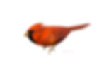 Cardinalis cardinalis