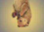 Kinkajou (Potos flavus)