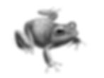 Eulytherodactylus_Coqui