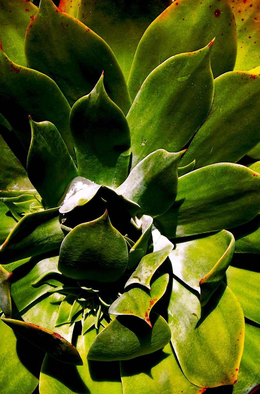 succulent's hearth