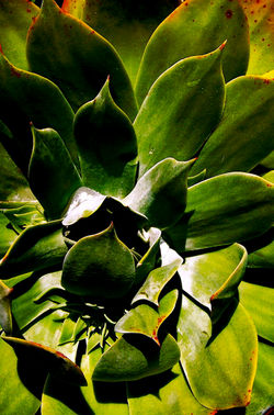 succulent's hearth