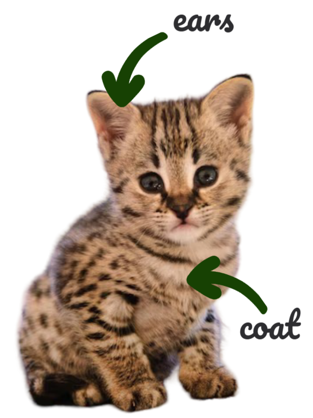 Savannah kitten characteristics