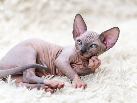 Sphynx