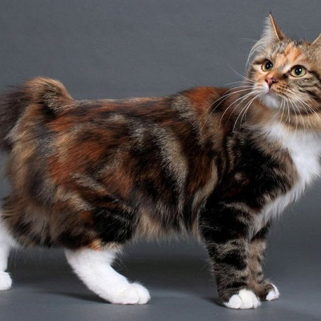 Kurilian Bobtail
