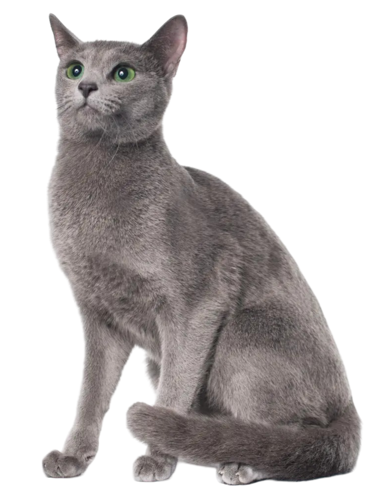 russian blue cat without background