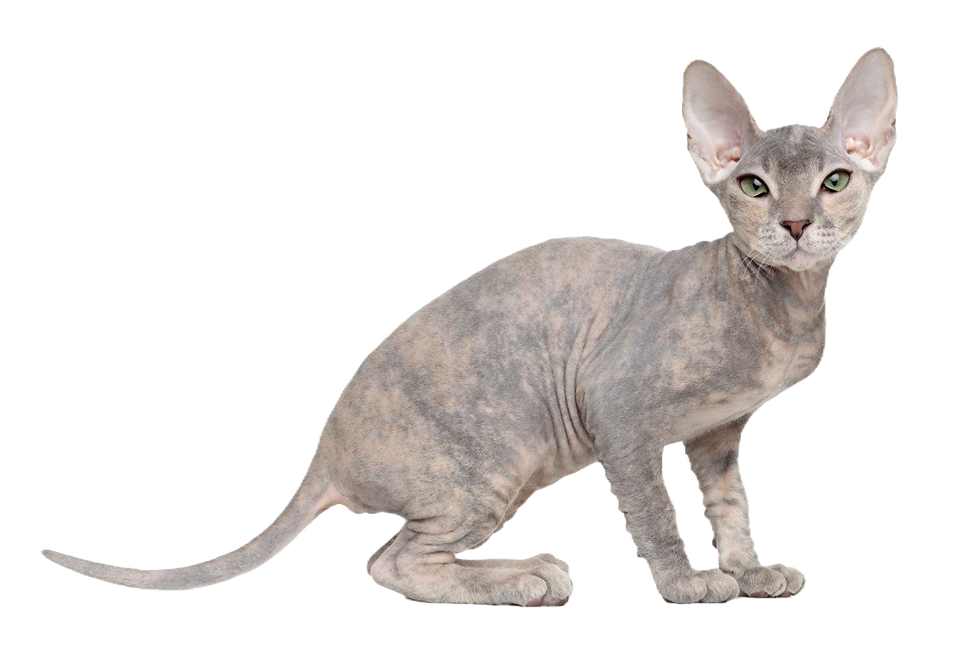 donskoy cat without background