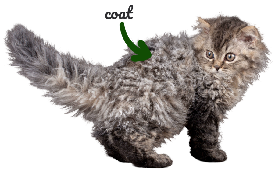 Selkirk Rex kitten characteristics