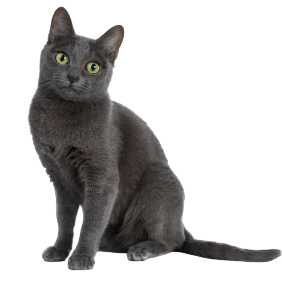 korat cat without background
