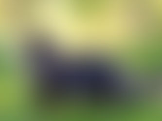 Norwegian Forest Cat