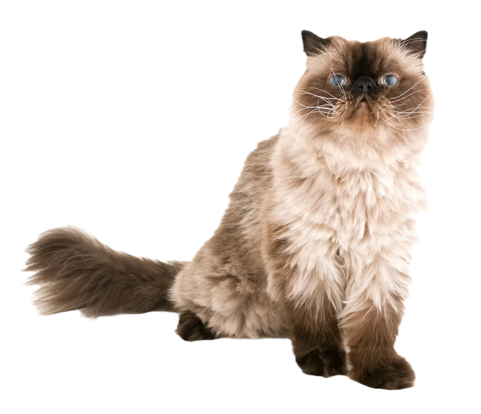himalayan cat without background
