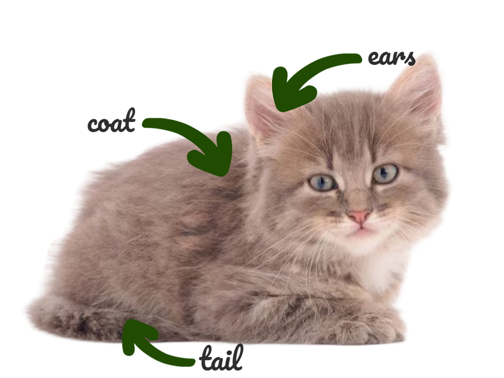 norwegian forest kitten characteristics