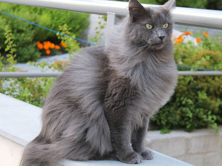 Nebelung