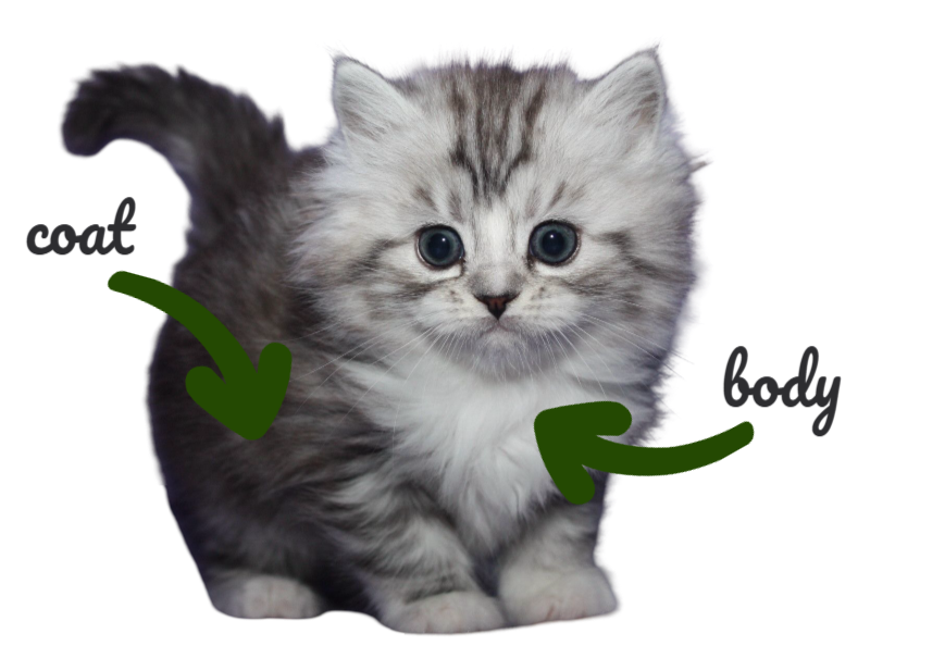 ragamuffin kitten characteristics