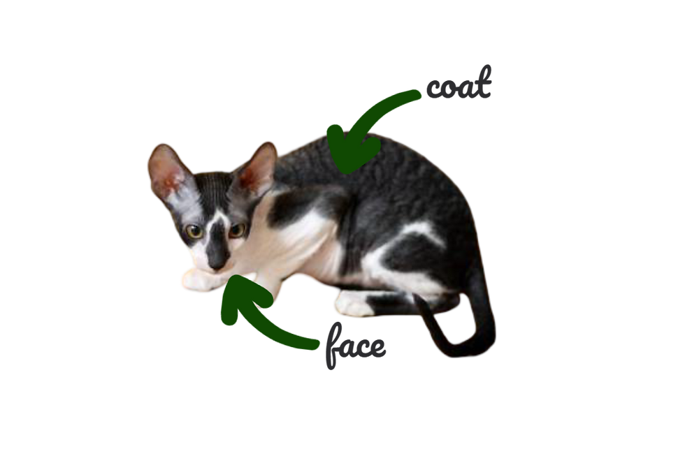 cornish rex kitten characteristics