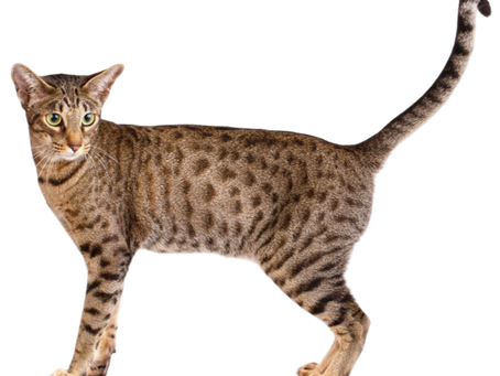 Ocicat