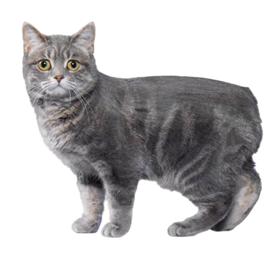 manx cat without background