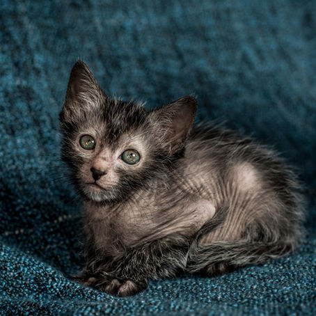 Lykoi